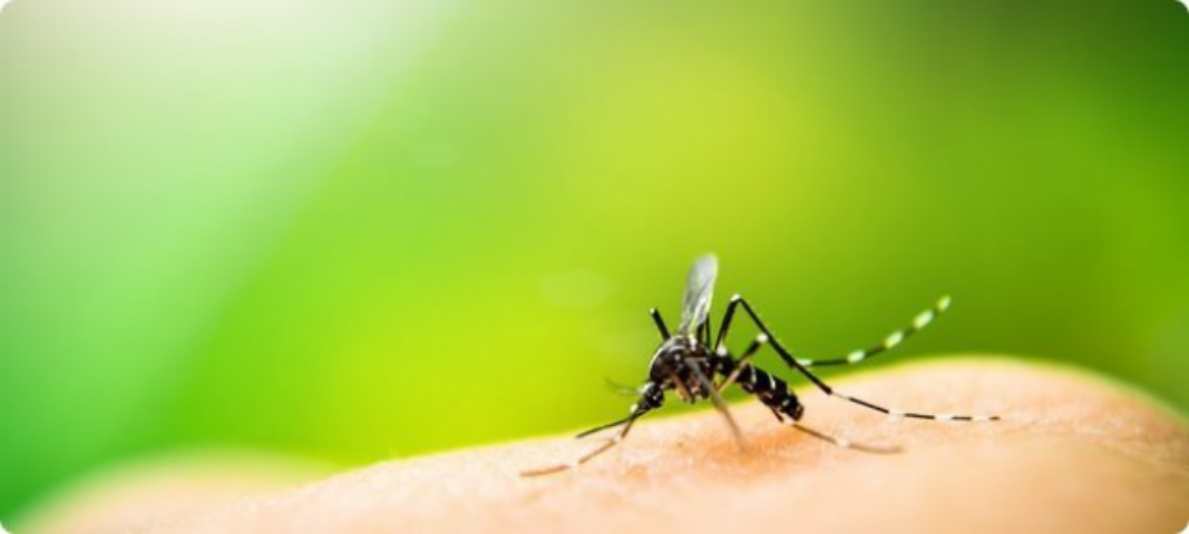 Лето в разгаре: как избавиться от комаров с помощью натуральных средств