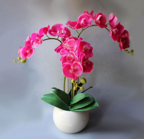Советы по весеннему размножению домашних орхидей