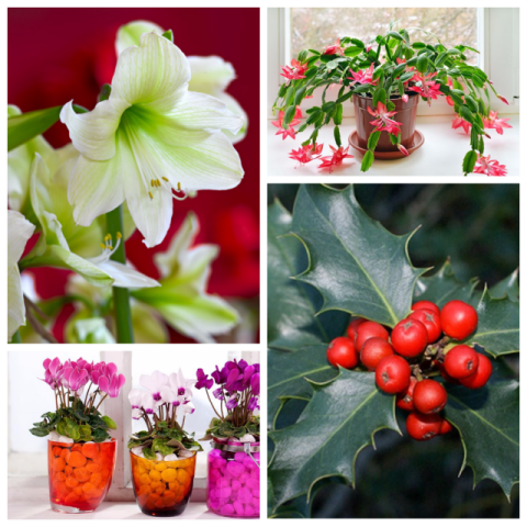 Рождественские растения: как украсить дом цветами на Новый год