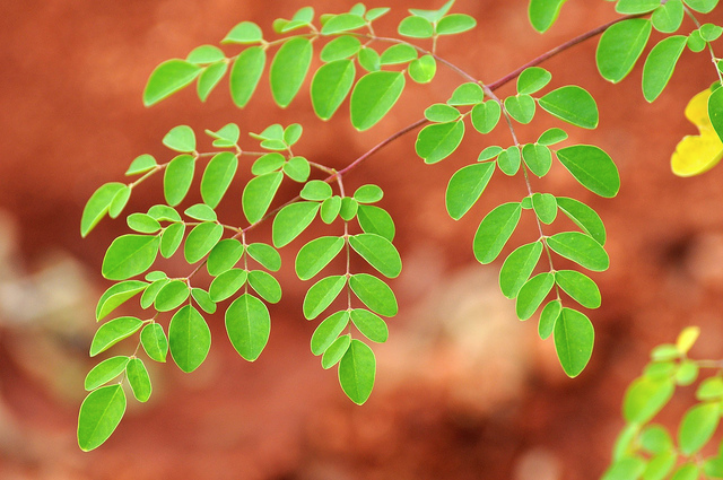 Моринга: полезное растение, которое можно вырастить дома