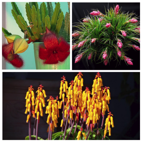 Топ-5 самых необычных домашних растений