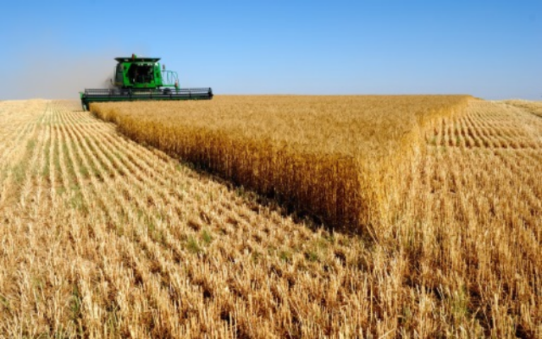 Украина собирает урожай: что будет с ценами на хлеб