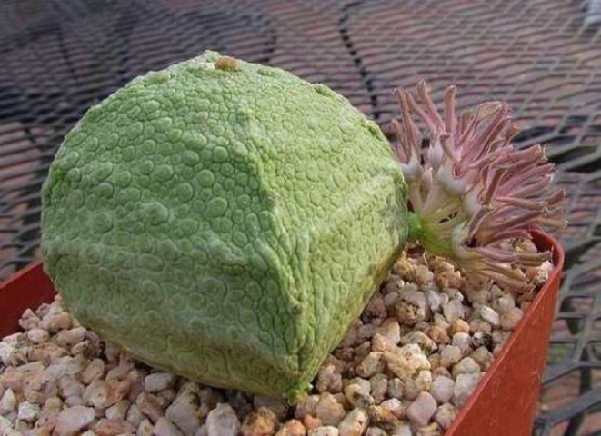 Растение-камень: как вырастить псевдолитос дома