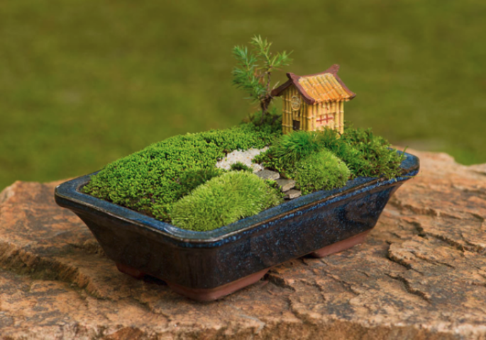 Как вырастить комнатный мох и украсить им дом