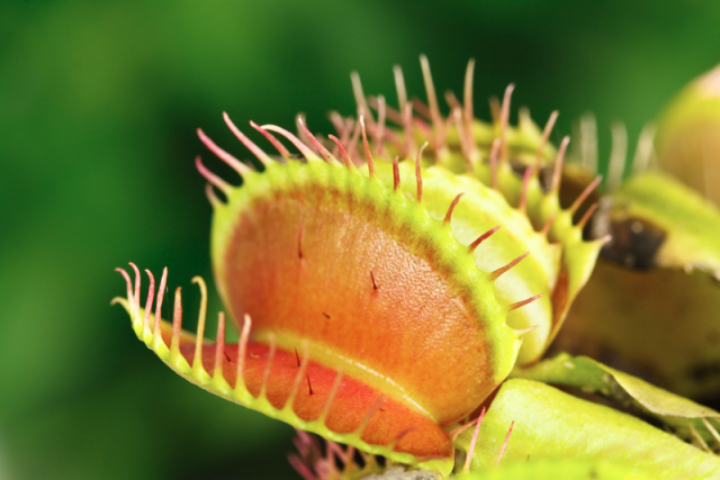 Венерина мухоловка — уникальное растение-хищник