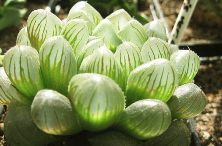 Хавортия — популярное домашнее растение с прозрачными листьями