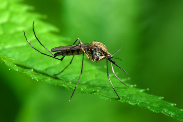5 самых простых и действенных способов избавиться от комаров