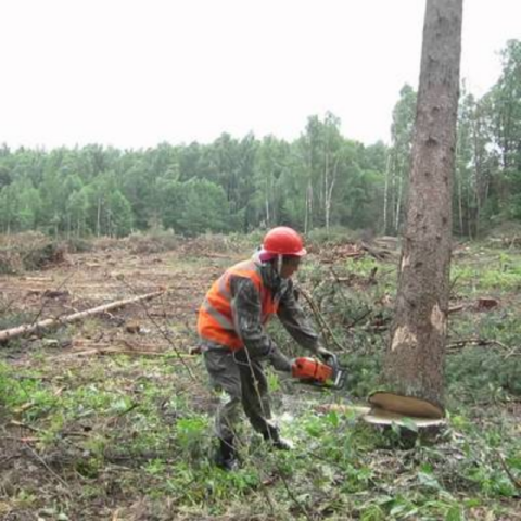 Скандал в Киеве: в Голосеево рубят деревья ради стройки, люди перекрыли дорогу