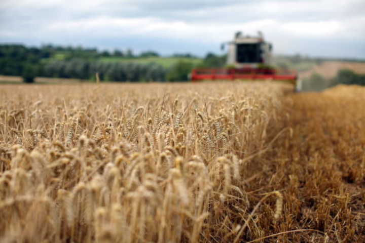 Урожай парадоксов: каким выдался год для украинских аграриев
