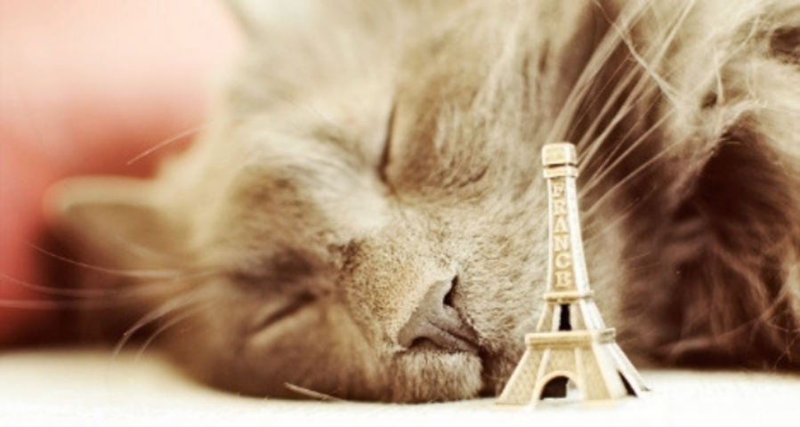 В Париже открыли элитный отель для кошек