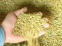 Побит исторический рекорд по экспорту зерна из Украины