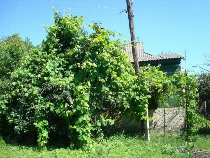 Черниговская обл., Черниговский район, пгт Седнев, Кожемяков ул., 17