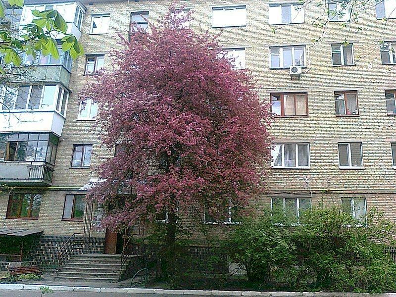 Киевская обл., Бучанский район, г. Буча, Новое Шоссе ул., 7