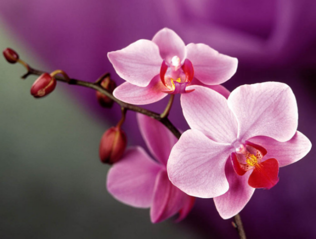 Как «чесночная вода» влияет на цветение и рост орхидеи