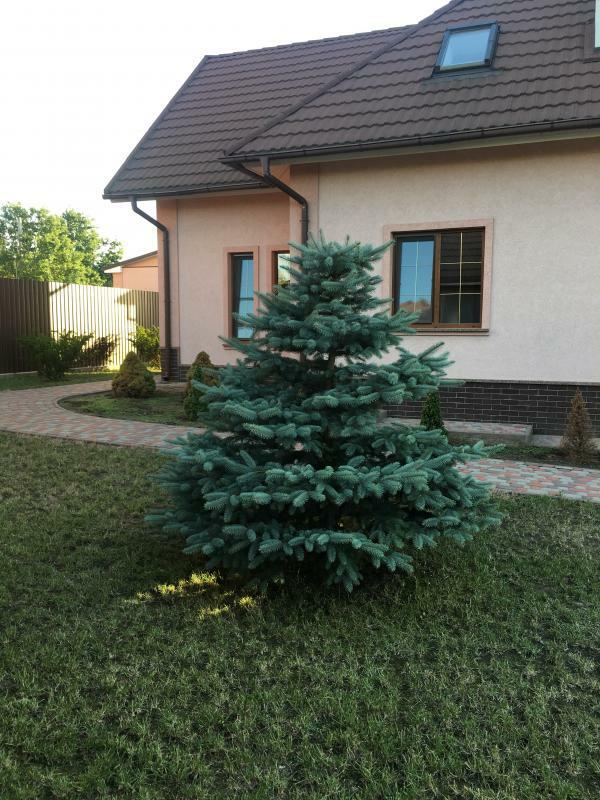 Київська обл., Васильківський район, с. Дзвінкове, Шкільна вул., 12