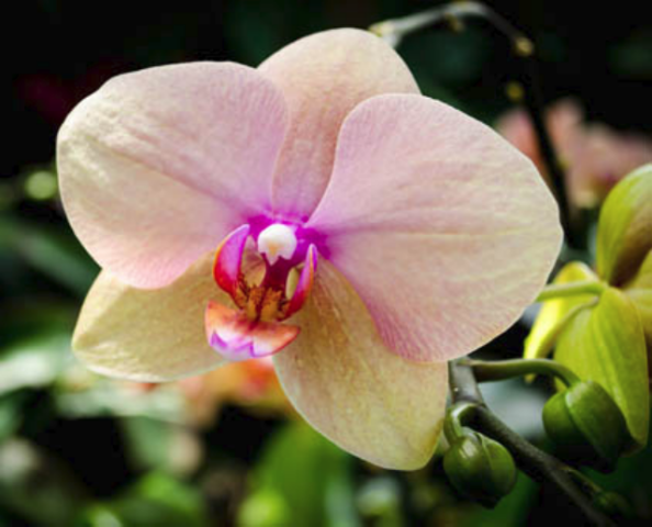 Почему не цветет орхидея и как это исправить