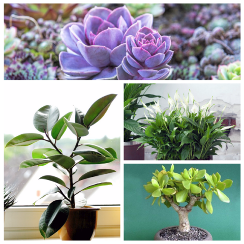 Зеленые экстремалы: 10 растений, которые выдержат испытание засухой и холодом