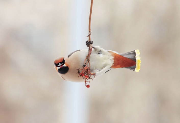 Зимние кормушки для птиц: как помочь пернатым перезимовать