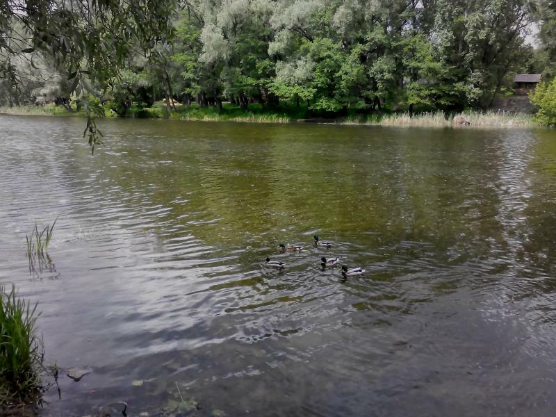 Суми, Михайла Лушпи просп., 11
