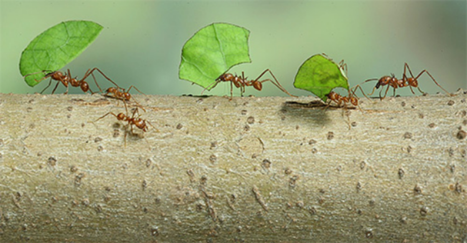 Как раз и навсегда избавиться от муравьев в многоквартирном доме: Топ-5 советов