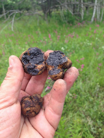 Найдорожчі в світі гриби ростуть на Київщині: фотофакт