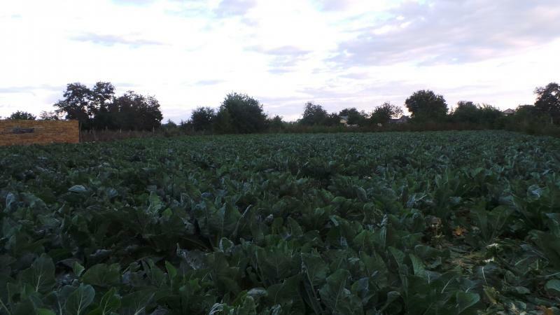 Херсонська обл., Олешківський район, с. Козачі Лагері, Школьная вул., 207