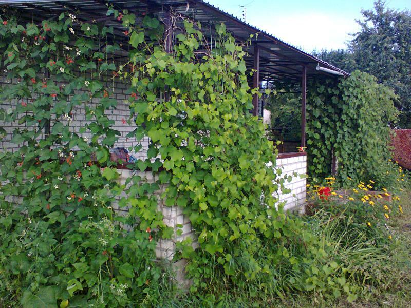 Черниговская обл., Черниговский район, пгт Олишевка, Лесная ул., 41