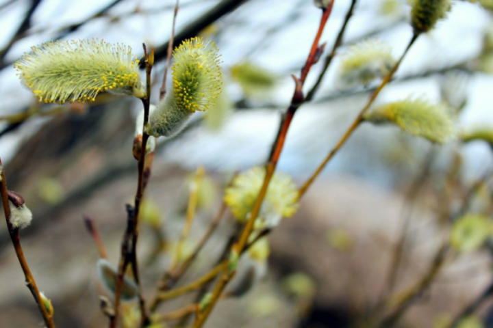 Вкусное меню на 17 день Великого поста