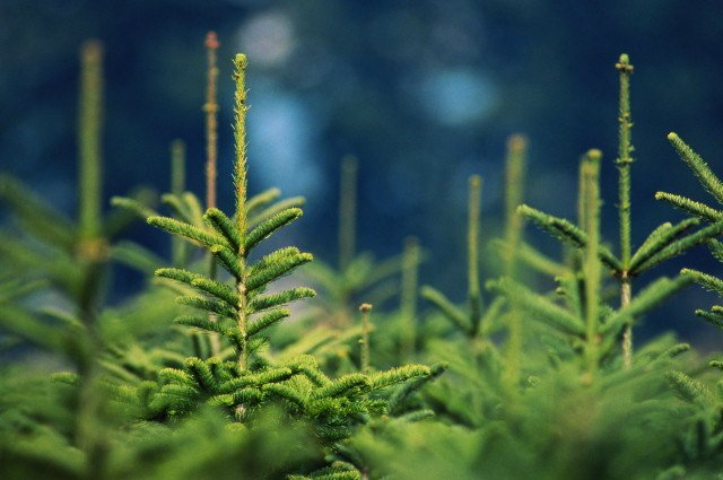 4 свежих взгляда на елочный наряд – модно и красиво