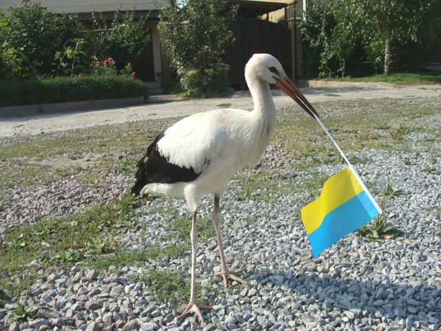 Лелека на столичному Майдані захворів