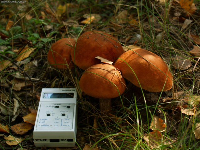 Из зоны ЧАЭС в Киев вывозят грибы, яблоки и песок 