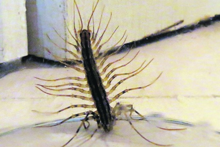 Фильмы ужасов отдыхают: что можно увидеть в углах киевских квартир