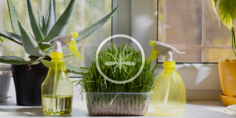 Травы, которые прогонят комаров