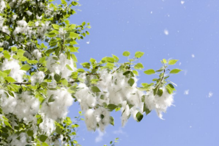 В Киеве начали вырубать тополя