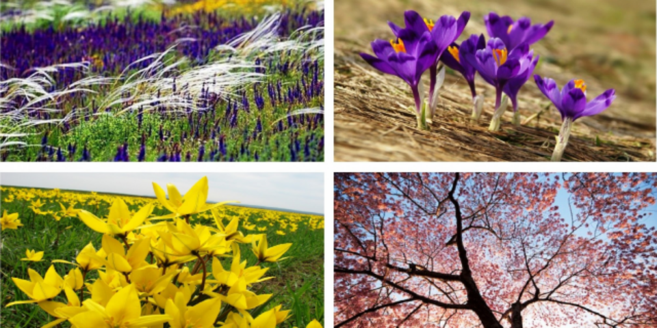 Мандрівка у країну квітів. П’ять наймальовничіших місць України для подорожей навесні (фото)