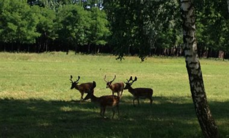 В госсобственность возвращено 8,8 га леса Януковича
