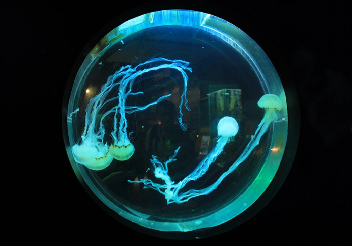 Медуза живая купить. Аквариум с медузами Orbit 20. Аквариумные медузы. Аквариум с медузами. Домашний аквариум с медузами.