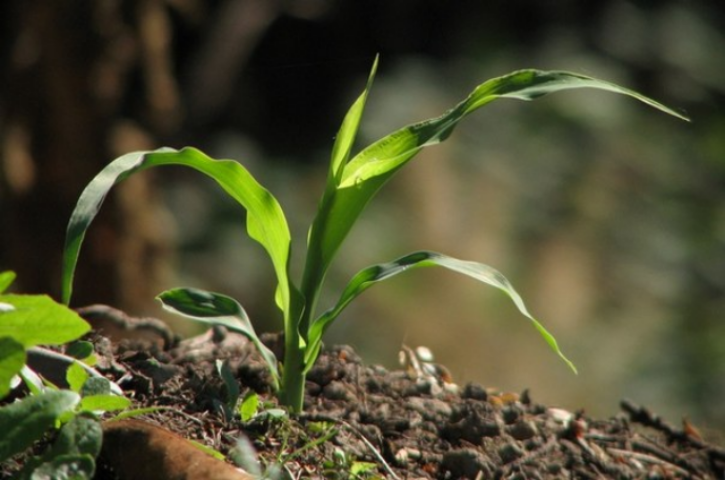 Слабые места земельного налога