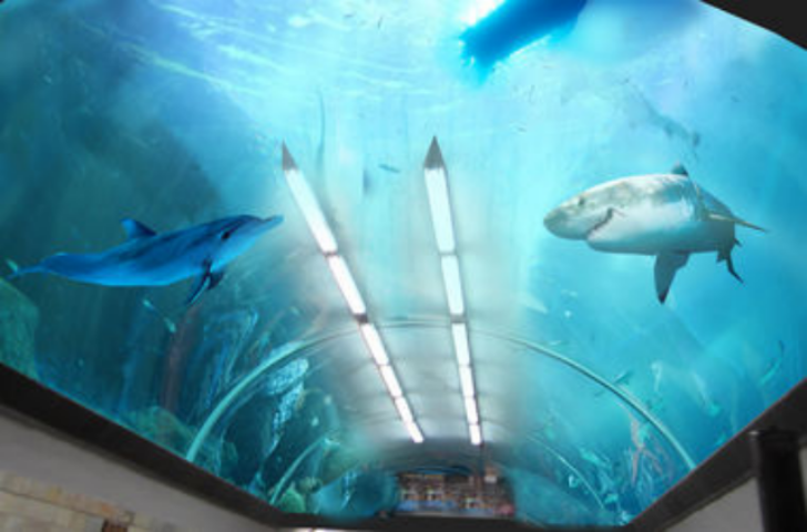 Переход между станциями метро "Крещатик" и "Майдан Независимости" украсят дельфинами 