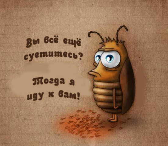 В киевской многоэтажке обнаружили гигантских тараканов: шокирующее фото