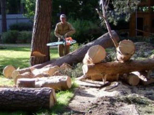 Прокуратура требует прекратить уничтожение деревьев и застройку парка «Юность»