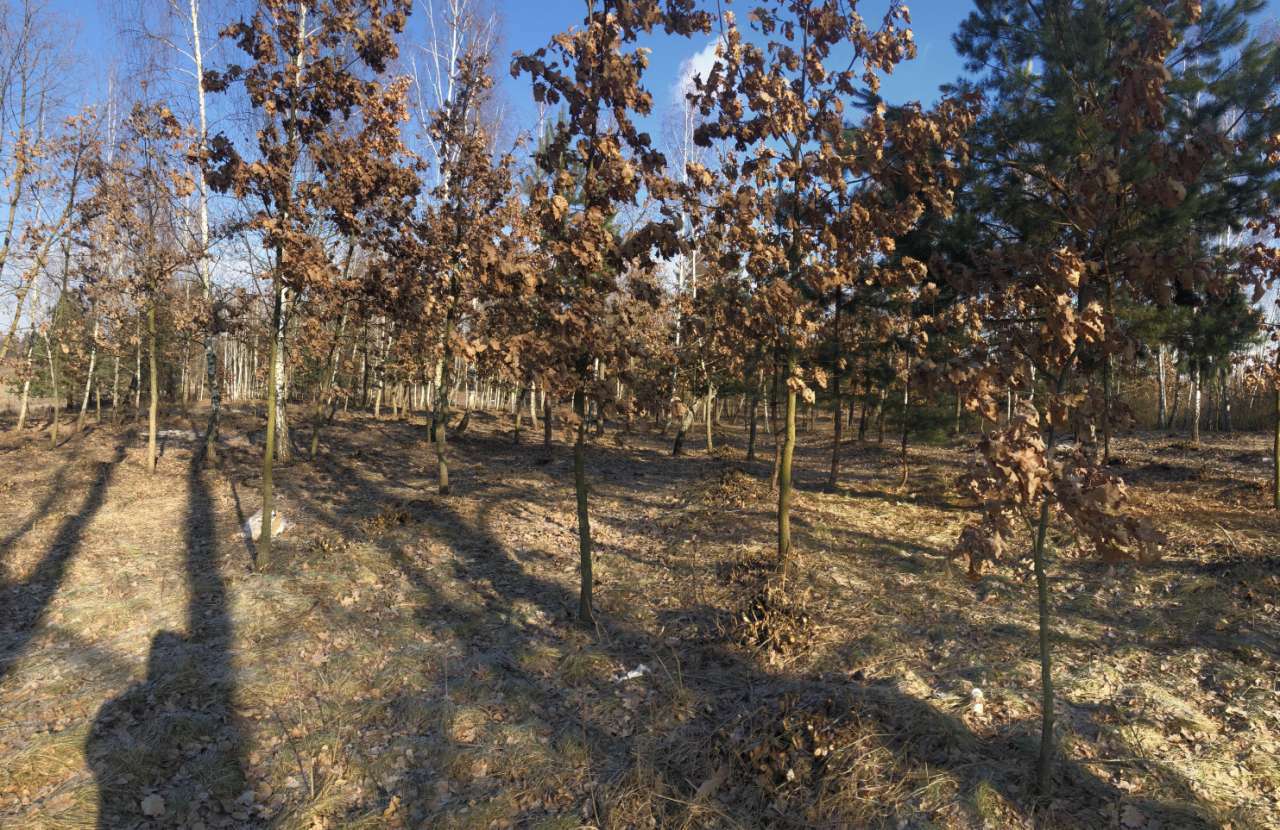 Продаж ділянки для особистого сільського господарства 600 соток