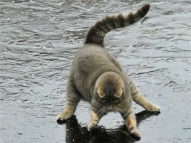 Киев полностью сковал гололед 