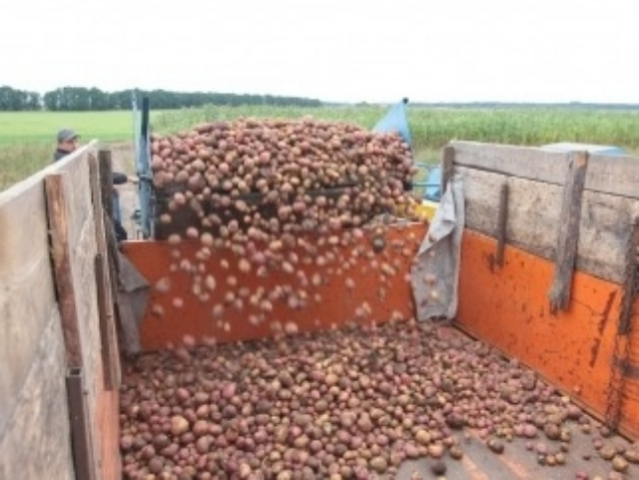 Как украинцам выгоднее запастись картошкой на зиму