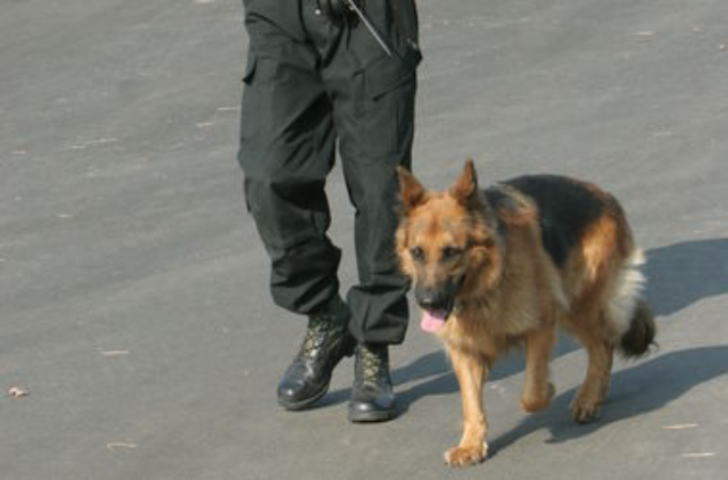 Киевлян в метро будут охранять специальные собаки