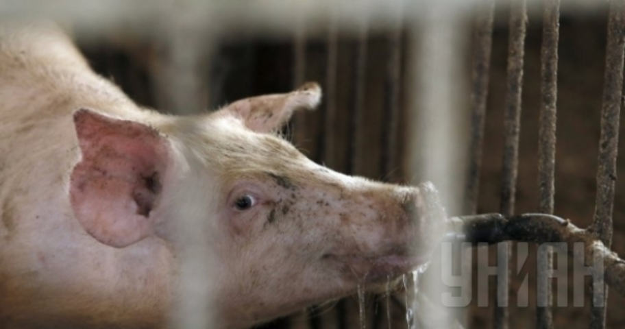 В Украине высока вероятность новых вспышек африканской чумы свиней