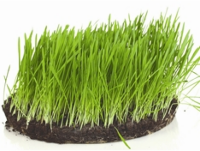 Взять землю надолго: как арендовать земельный участок