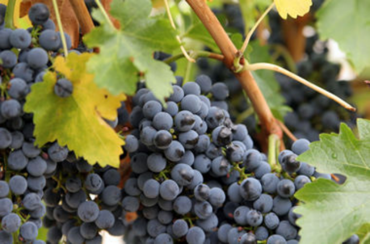 Апельсины уменьшают морщины, а виноград сжигает жир