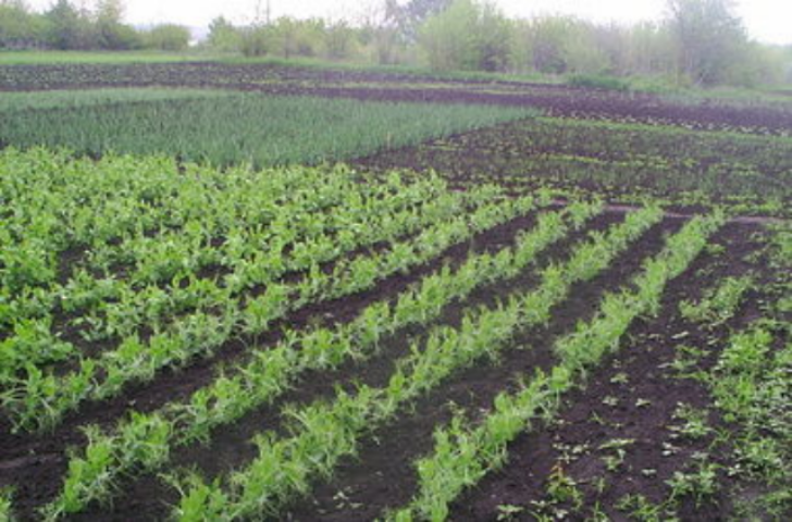 В Киеве устранят земельный "дерибан"