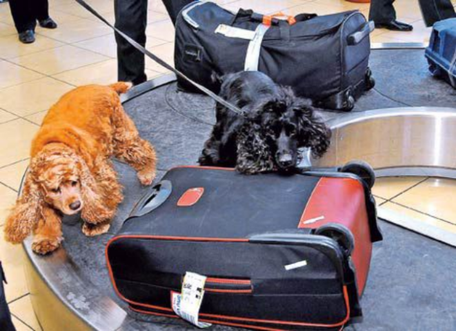 Аэропорты обойдутся без собак-ищеек